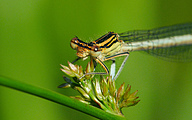 Blue Featherleg (Female, Platycnemis pennipes)